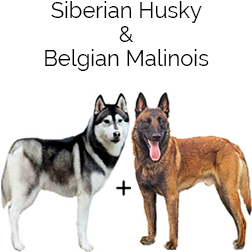 Belusky Dog